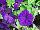 Damask Petunia Blue 