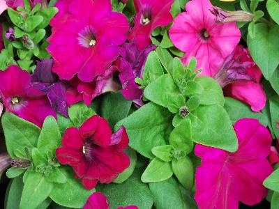 Damask Petunia Carmine 