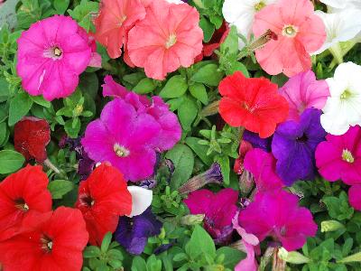 Syngenta Flowers, Inc.: Damask Petunia Mix 