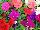 Damask Petunia Mix 