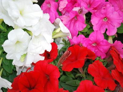 Damask Petunia Pink, Red, White 