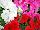 Damask Petunia Pink, Red, White 