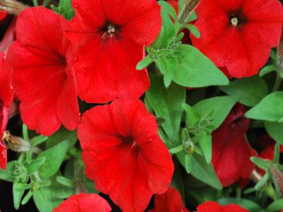 Damask Petunia Red 