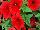 Damask Petunia Red 