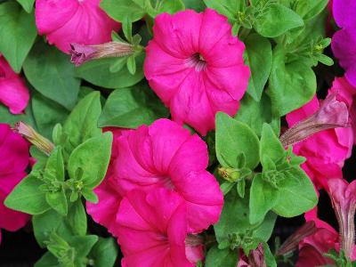 Syngenta Flowers, Inc.: Damask Petunia Rose 