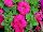 Damask Petunia Rose 