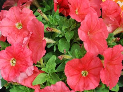 Syngenta Flowers, Inc.: Damask Petunia Salmon 