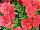 Damask Petunia Salmon 