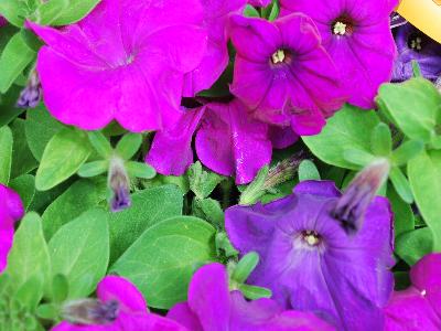 Syngenta Flowers, Inc.: Damask Petunia Violet 