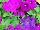 Damask Petunia Violet 