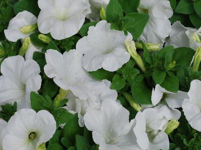 Damask Petunia White 