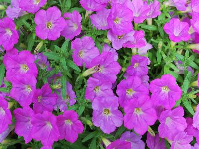 Syngenta Flowers, Inc.: Picnic Petunia Amethyst 