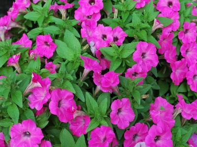 Picnic Petunia Rose 