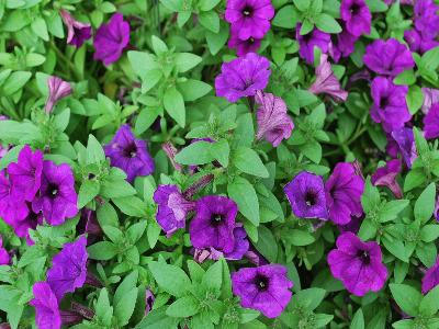 Picnic Petunia Violet 