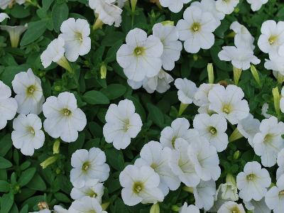 Picnic Petunia White 