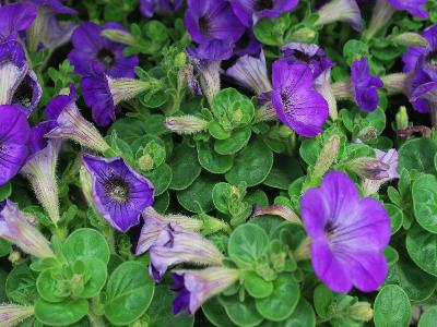 Sanguna Petunia Atomic Blue 