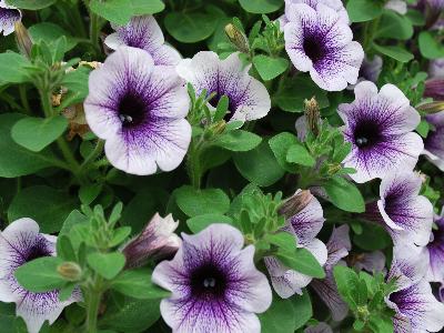 Sanguna Petunia Blue Vein 