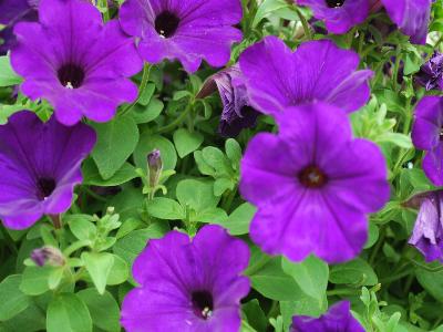 Sanguna Petunia Blue 