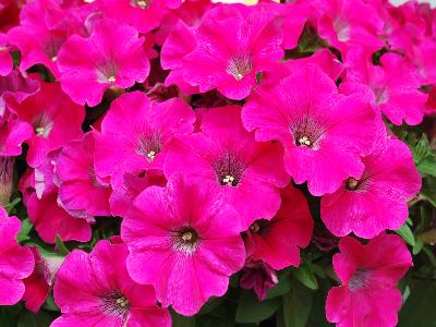 Syngenta Flowers, Inc.: Sanguna Petunia Lipstick 