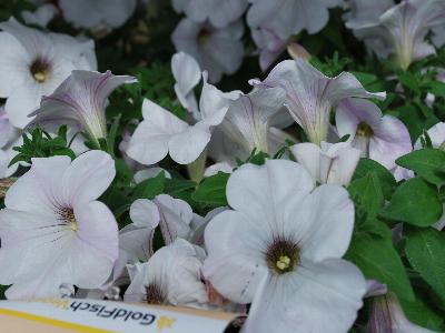 Sanguna Petunia White 