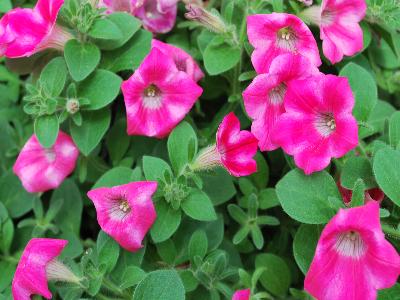 Syngenta Flowers, Inc.: Whispers Petunia Star Rose 