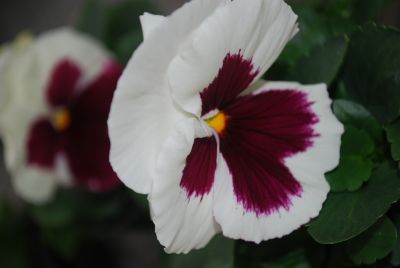 Karma&trade; Pansy X-Large Flowered Rising Sun 