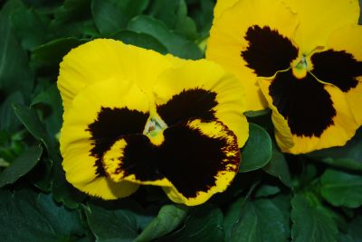 Karma&trade; Pansy X-Large Flowered Yellow with Blotch 