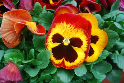 Syngenta Flowers, Inc.: Mammoth® Pansy On Fire 