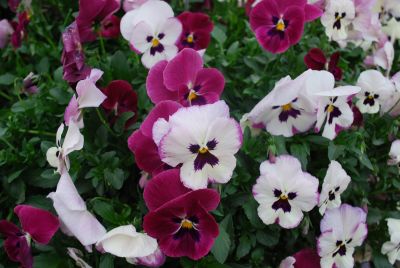 Syngenta Flowers, Inc.: WonderFall™ Pansy Rose Shades with Face 