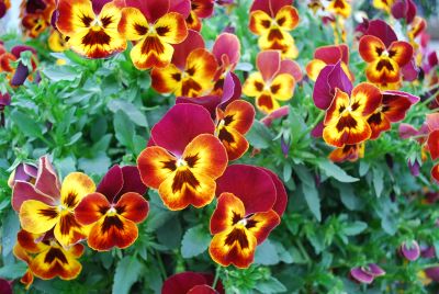 Syngenta Flowers, Inc.: WonderFall™ Pansy Yellow with Red Wing 