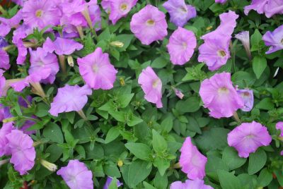 Picobella™ Cascade Petunia milliflora Lavender 