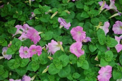 Syngenta Flowers, Inc.: Picobella™ Cascade Petunia Pink Glo 