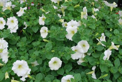 Picobella™ Cascade Petunia milliflora White 