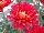 Syngenta Flowers, Inc.: Chrysanthemum  'White' 