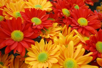  Chrysanthemum Pueblo™ and Golden Pueblo™ Pot Mums 