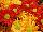 Syngenta Flowers, Inc.: Chrysanthemum  'Pueblo&trade; and Golden Pueblo&trade; Pot Mums' 
