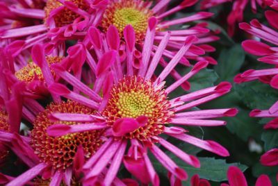  Chrysanthemum Purple Springs 