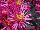 Syngenta Flowers, Inc.: Chrysanthemum  'Purple Springs' 