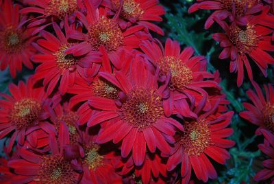 Syngenta Flowers, Inc.: Red Springs™ Chrysanthemum 