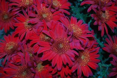 Red Springs™ Chrysanthemum 