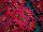 Syngenta Flowers, Inc.: Chrysanthemum  '' 
