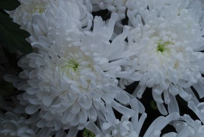 Syngenta Flowers, Inc.: Vancouver™ Chrysanthemum White 