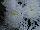 Syngenta Flowers, Inc.: Chrysanthemum  'White' 