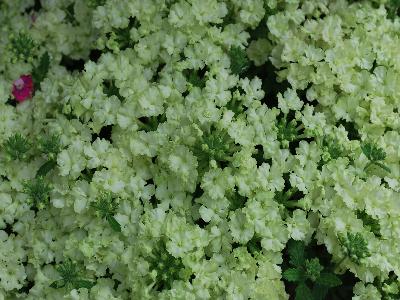 Lanai Upright Verbena Lime Green 