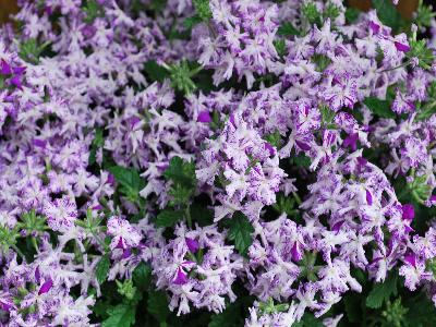 Syngenta Flowers, Inc.: Lanai Upright Verbena Purple Mosaic 