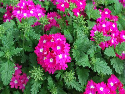 Syngenta Flowers, Inc.: Lanai Upright Verbena Rose with Eye 