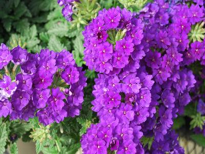 Lanai Verbena Blue Denim 