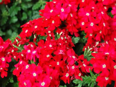 Lanai Verbena Scarlet with Eye 