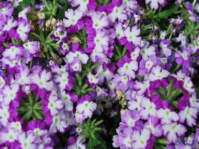 Syngenta Flowers, Inc.: Lanai Verbena Twister Purple 