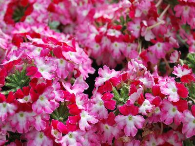 Lanai Verbena Twister Red 